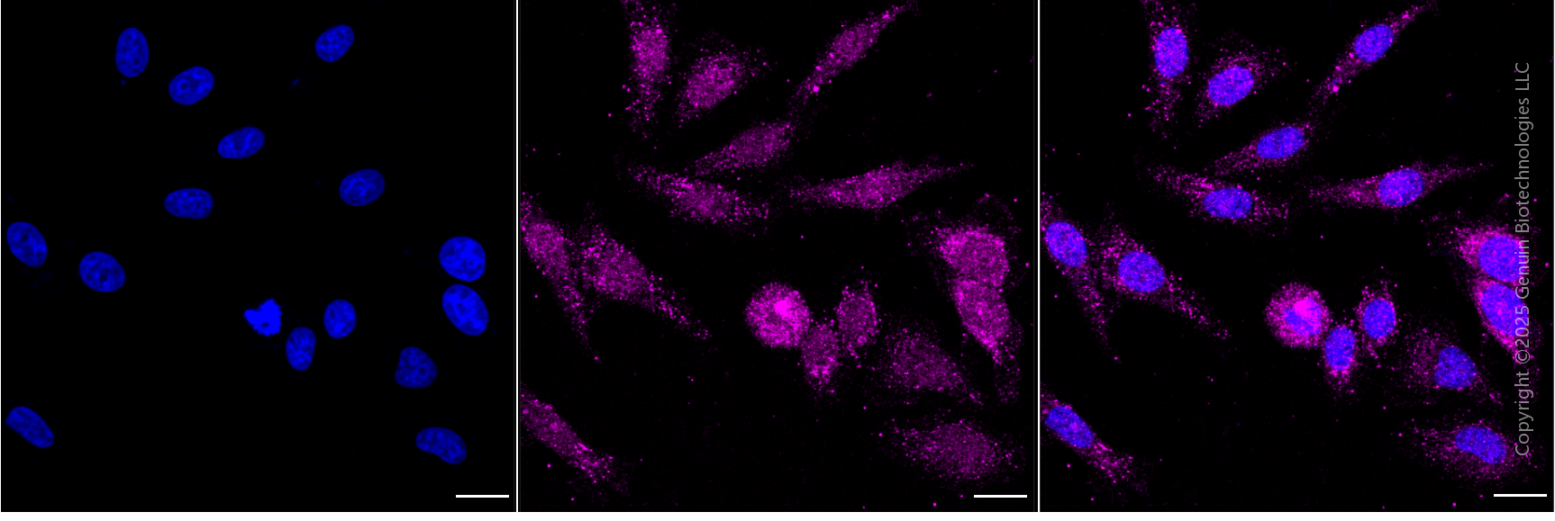 KD-Validated Anti-Basigin Rabbit Monoclonal Antibody ABG1799