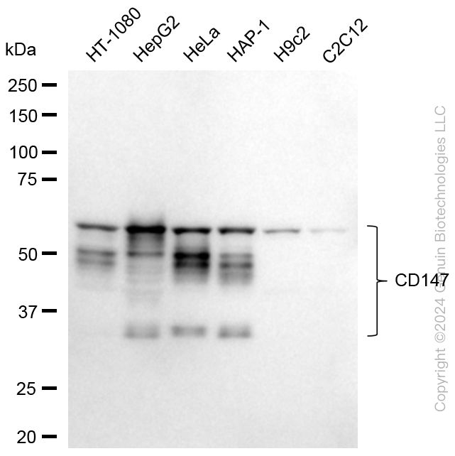 KD-Validated Anti-Basigin Rabbit Monoclonal Antibody ABG1799