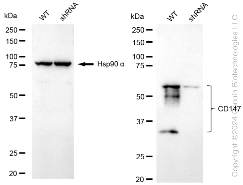 KD-Validated Anti-Basigin Rabbit Monoclonal Antibody ABG1799