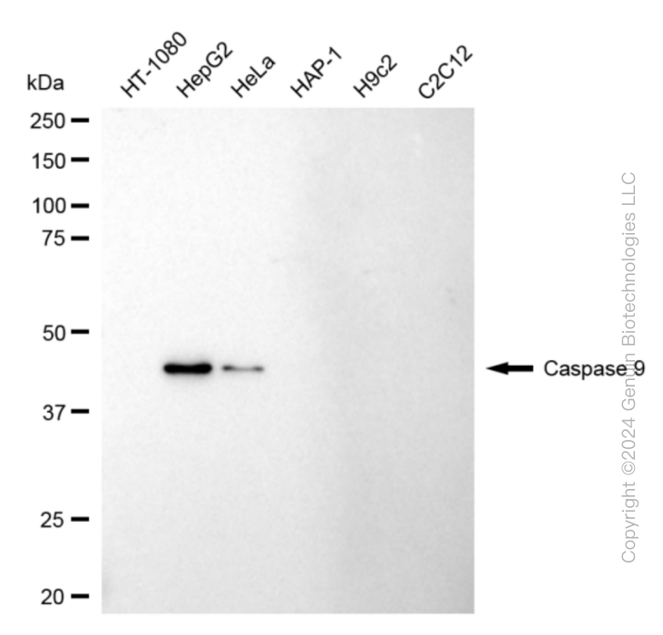 KD-Validated Anti-Caspase 9 Rabbit Monoclonal Antibody ABG1800