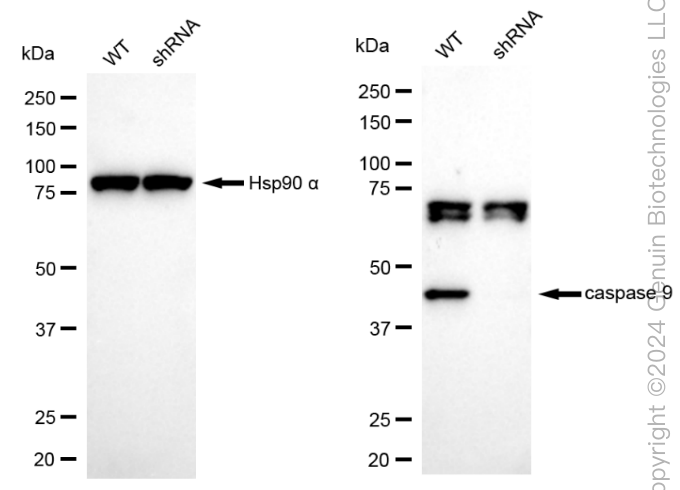 KD-Validated Anti-Caspase 9 Rabbit Monoclonal Antibody ABG1800