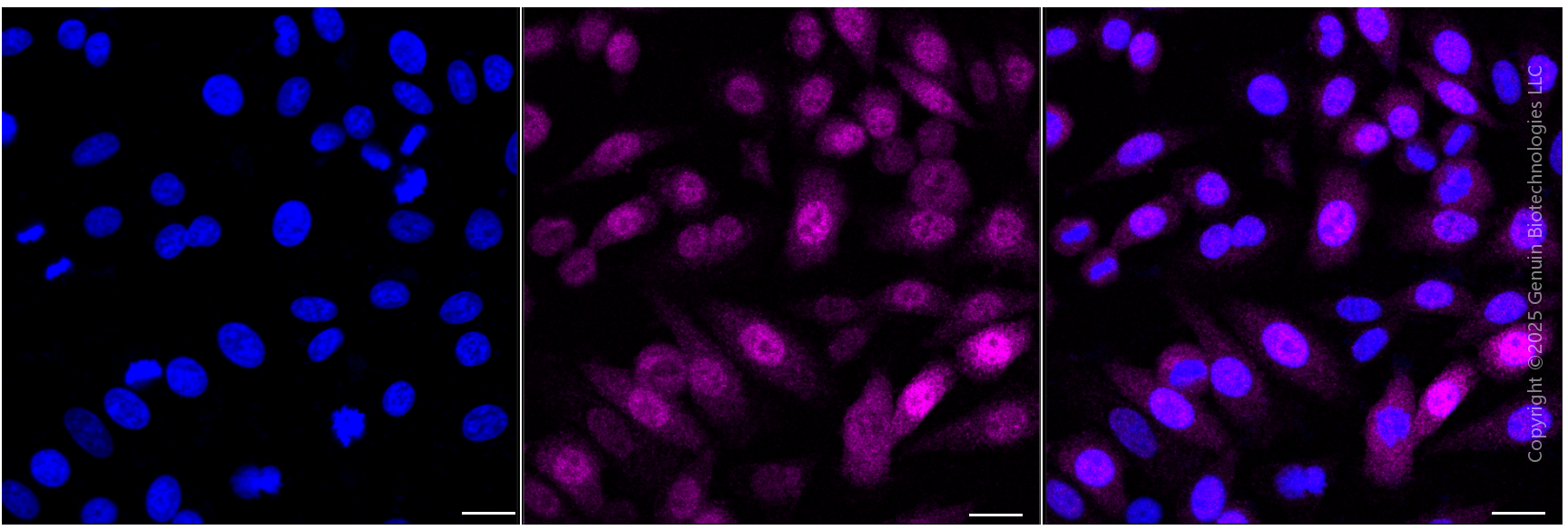 KD-Validated Anti-Caspase 9 Rabbit Monoclonal Antibody ABG1801