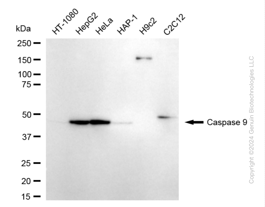 KD-Validated Anti-Caspase 9 Rabbit Monoclonal Antibody ABG1801