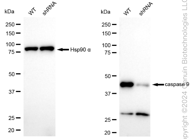 KD-Validated Anti-Caspase 9 Rabbit Monoclonal Antibody ABG1801