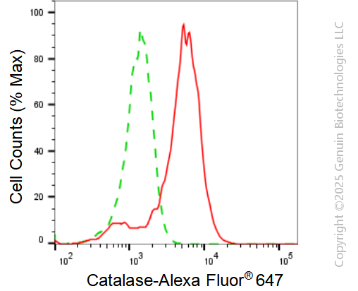 KD-Validated Anti-Catalase Rabbit Monoclonal Antibody ABG1802