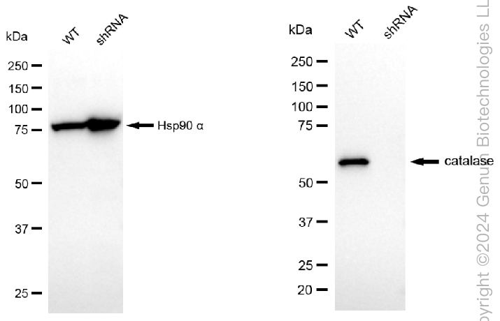 KD-Validated Anti-Catalase Rabbit Monoclonal Antibody ABG1802