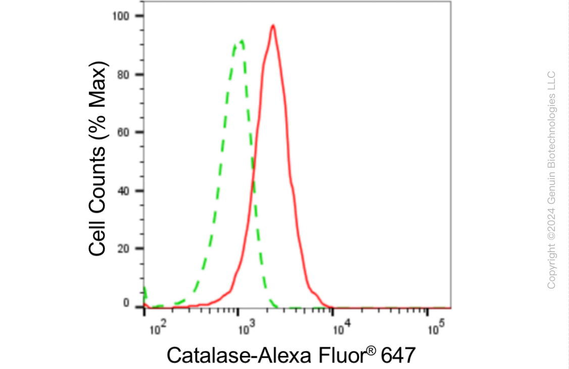 KD-Validated Anti-Catalase Rabbit Monoclonal Antibody ABG1803