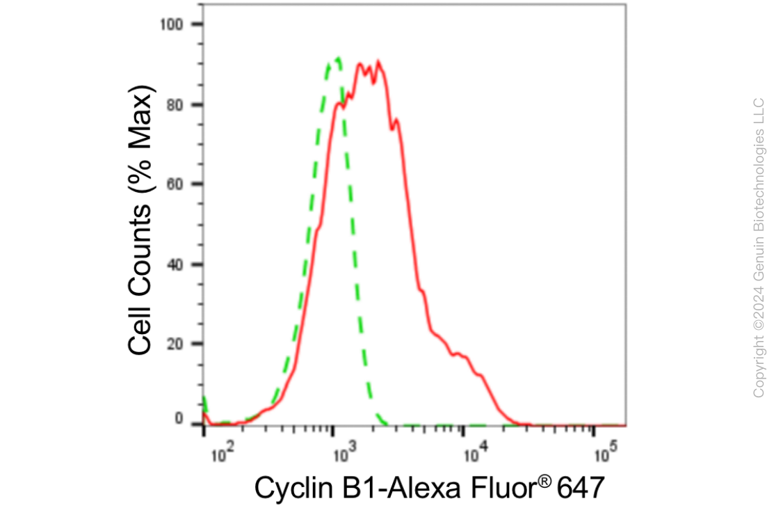 KD-Validated Anti-Cyclin B1 Rabbit Monoclonal Antibody ABG1804