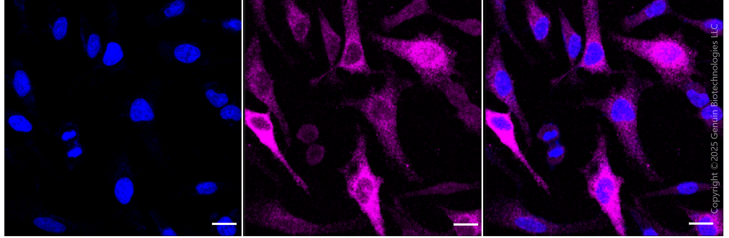 KD-Validated Anti-Cyclin B1 Rabbit Monoclonal Antibody ABG1804