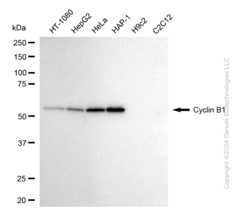 KD-Validated Anti-Cyclin B1 Rabbit Monoclonal Antibody ABG1804