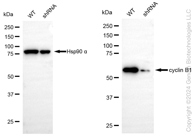KD-Validated Anti-Cyclin B1 Rabbit Monoclonal Antibody ABG1804