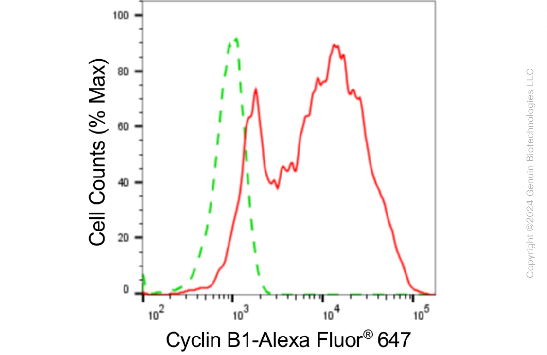 KD-Validated Anti-Cyclin B1 Rabbit Monoclonal Antibody ABG1805