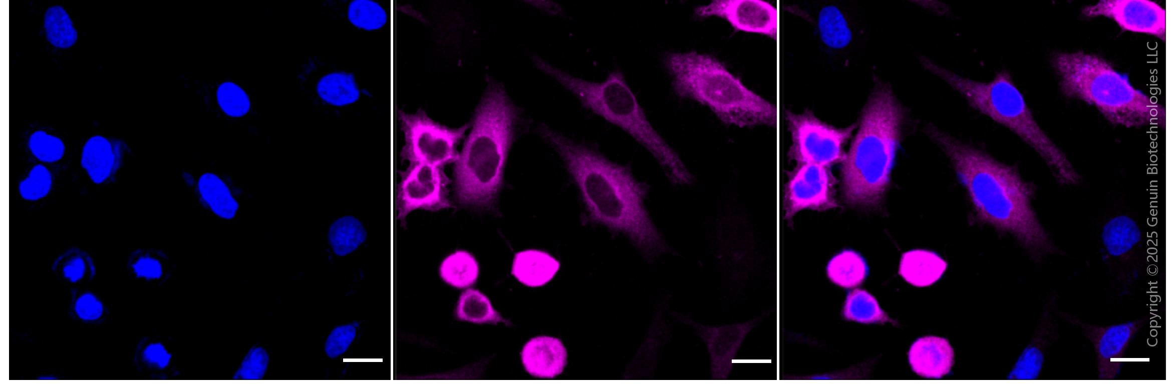 KD-Validated Anti-Cyclin B1 Rabbit Monoclonal Antibody ABG1805