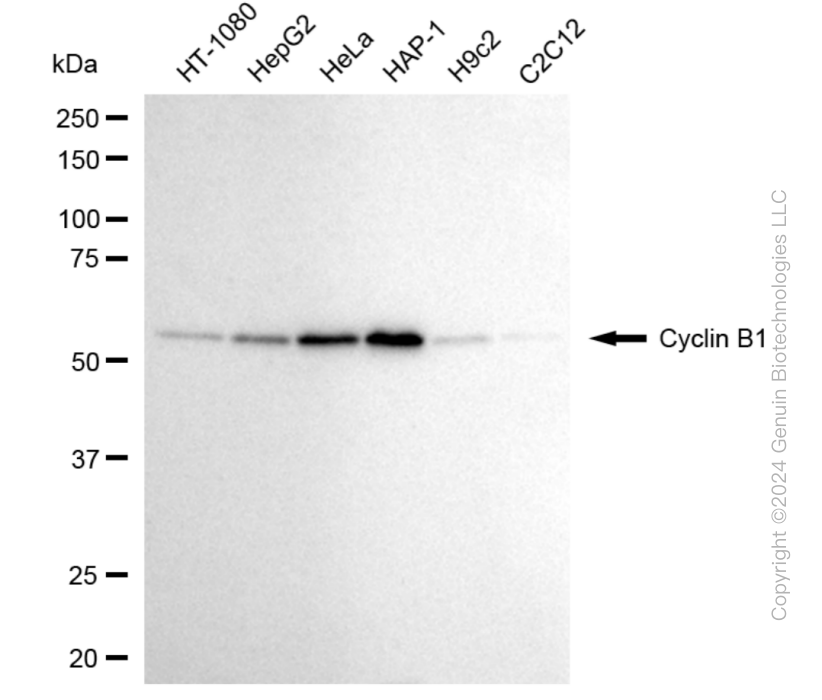 KD-Validated Anti-Cyclin B1 Rabbit Monoclonal Antibody ABG1805