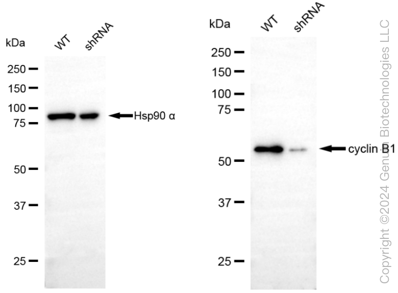 KD-Validated Anti-Cyclin B1 Rabbit Monoclonal Antibody ABG1805