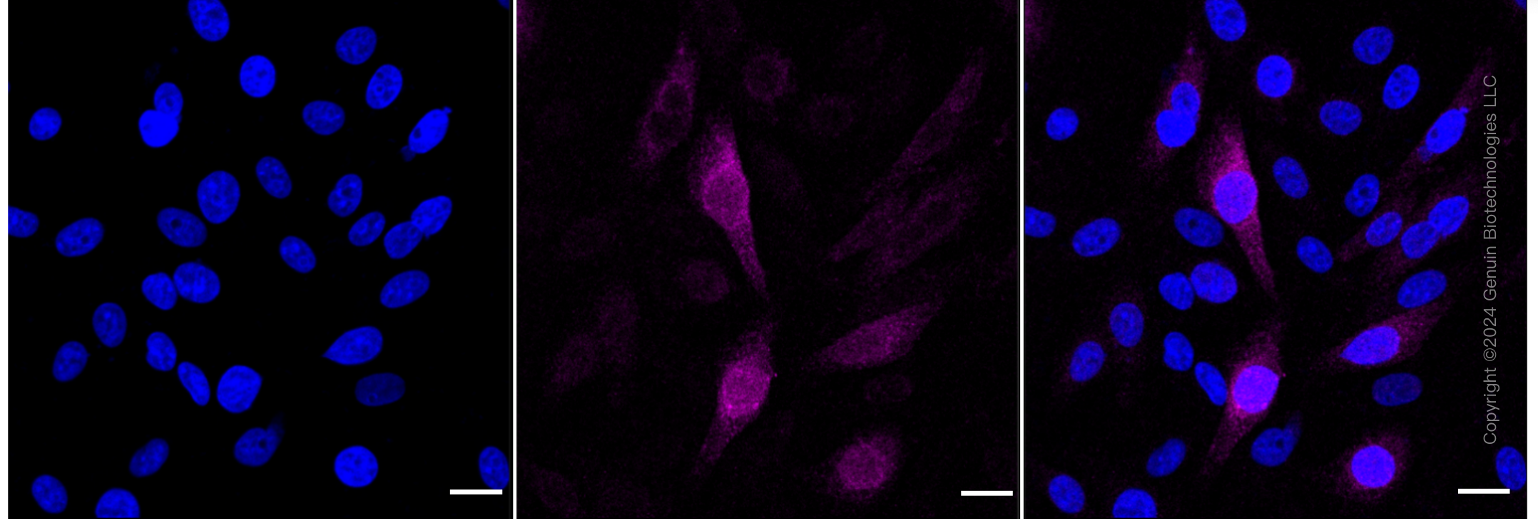 KD-Validated Anti-Phospho-Cyclin B1 (Ser126) Rabbit Monoclonal Antibody ABG1806