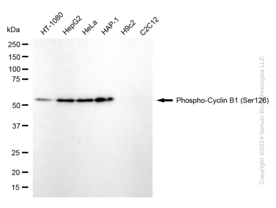 KD-Validated Anti-Phospho-Cyclin B1 (Ser126) Rabbit Monoclonal Antibody ABG1806