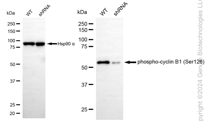 KD-Validated Anti-Phospho-Cyclin B1 (Ser126) Rabbit Monoclonal Antibody ABG1806