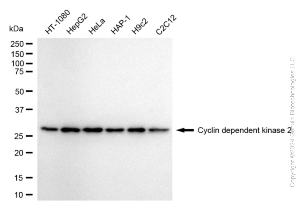 KD-Validated Anti-Cyclin Dependent Kinase 2 Rabbit Monoclonal Antibody ABG1807