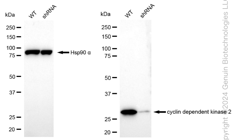 KD-Validated Anti-Cyclin Dependent Kinase 2 Rabbit Monoclonal Antibody ABG1807