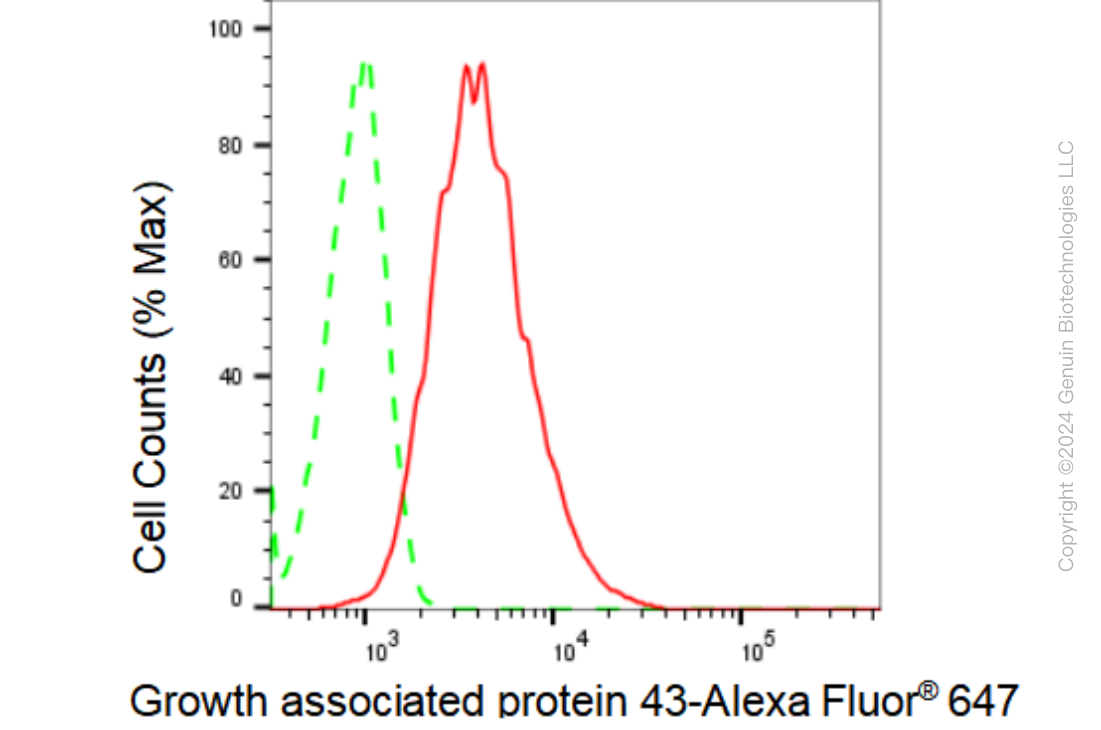 KD-Validated Anti-Growth associated protein 43 Rabbit Monoclonal Antibody ABG1808