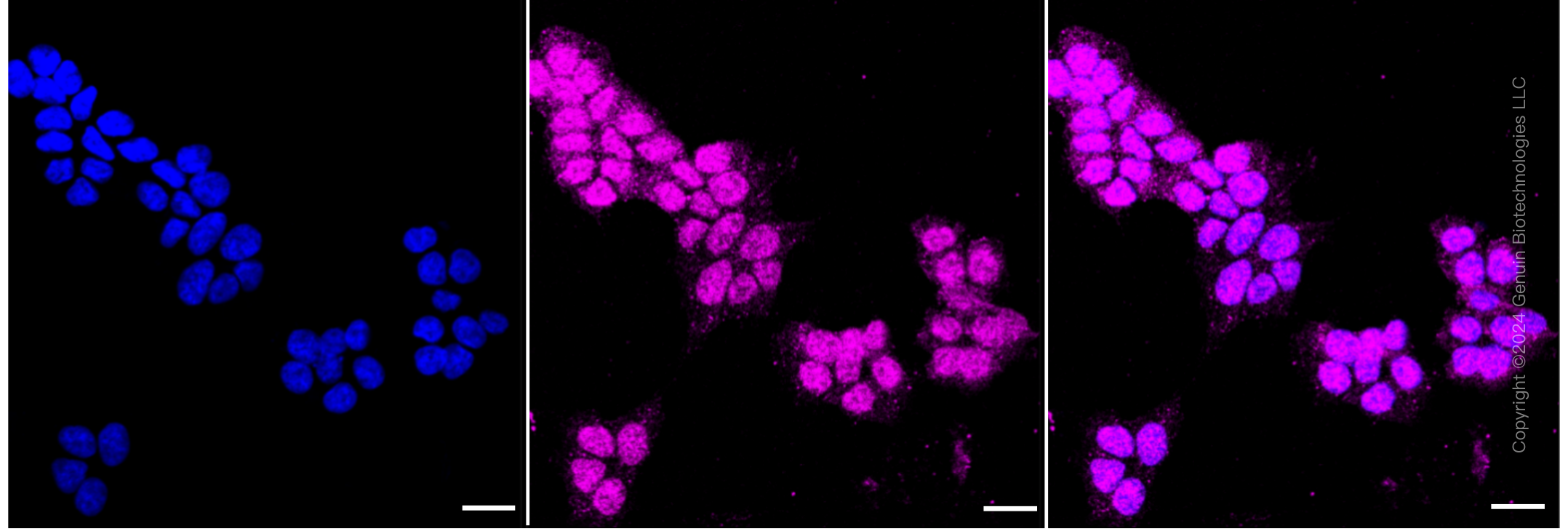 KD-Validated Anti-Growth associated protein 43 Rabbit Monoclonal Antibody ABG1808