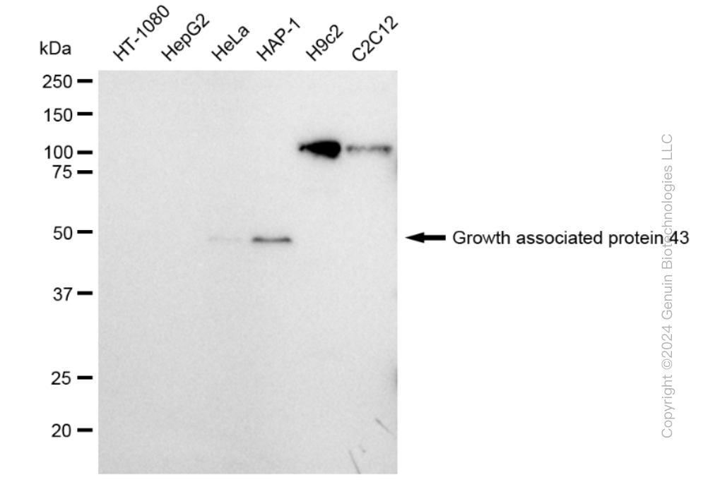 KD-Validated Anti-Growth associated protein 43 Rabbit Monoclonal Antibody ABG1808