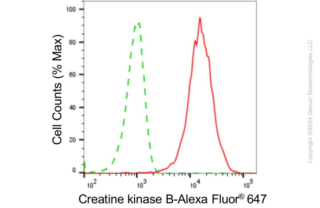 KD-Validated Anti-Creatine Kinase B type Rabbit Monoclonal Antibody ABG1809
