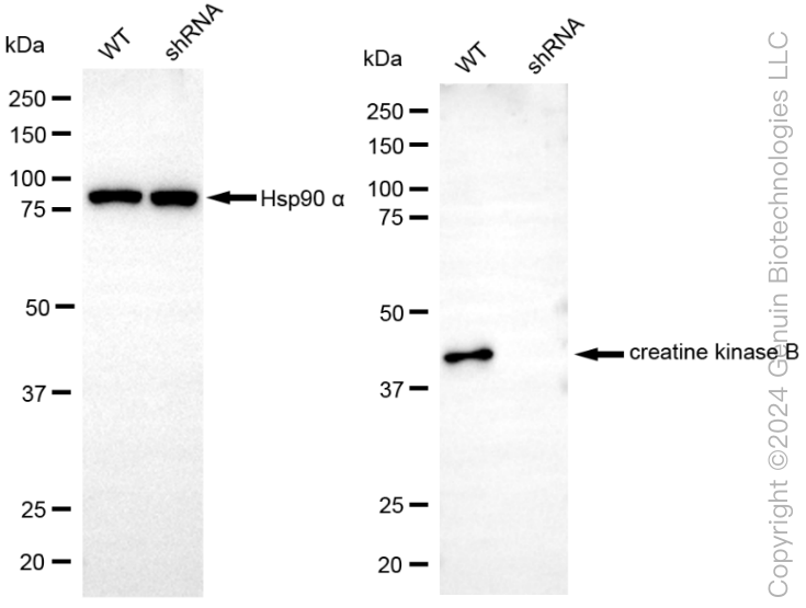 KD-Validated Anti-Creatine Kinase B type Rabbit Monoclonal Antibody ABG1809