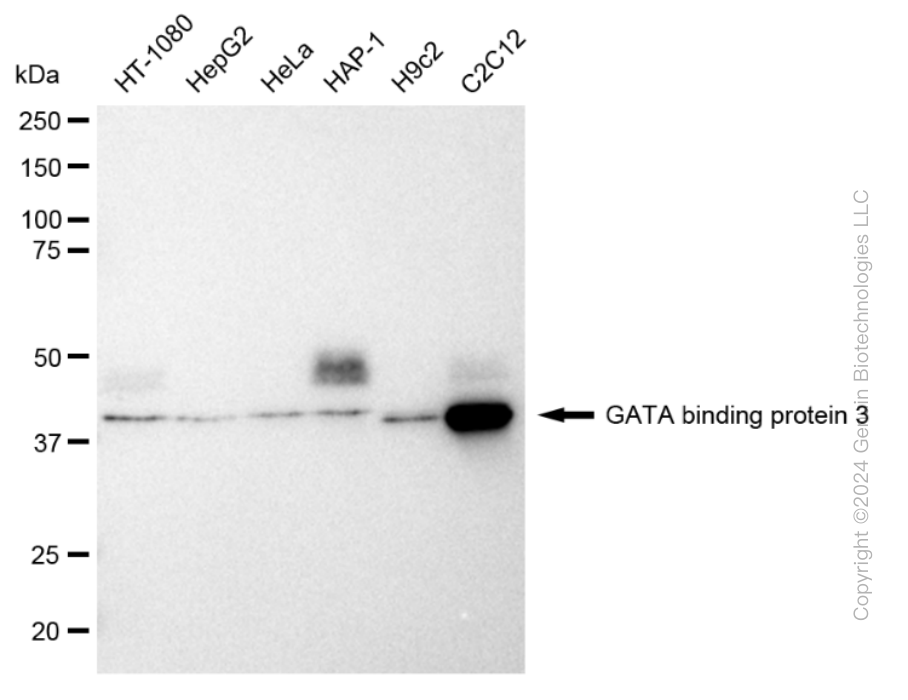 KD-Validated Anti-GATA binding protein 3 Rabbit Monoclonal Antibody ABG1810