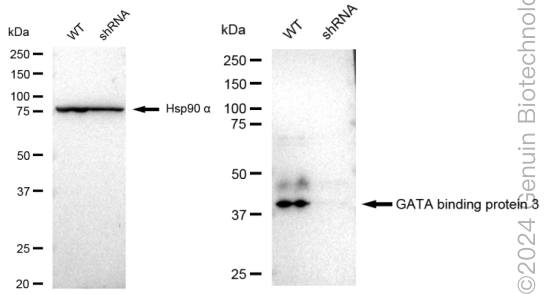 KD-Validated Anti-GATA binding protein 3 Rabbit Monoclonal Antibody ABG1810
