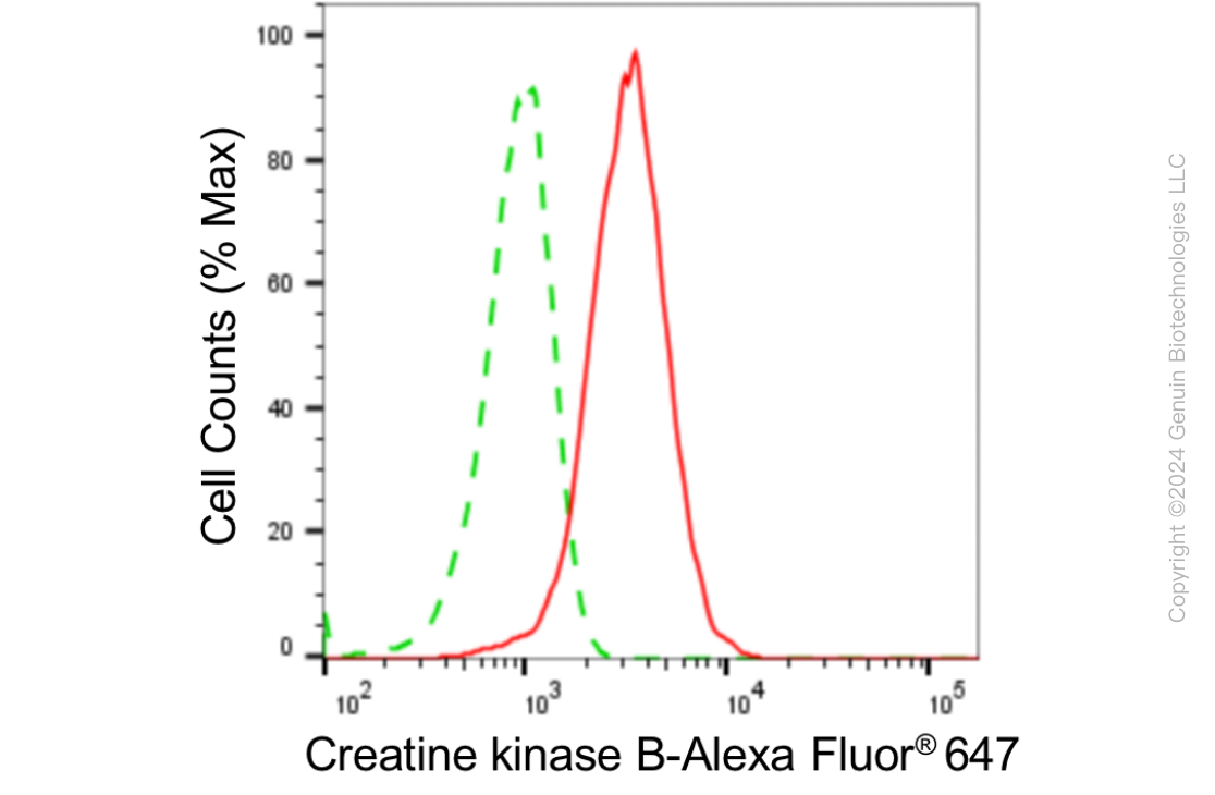 KD-Validated Anti-Creatine Kinase B type Rabbit Monoclonal Antibody ABG1811