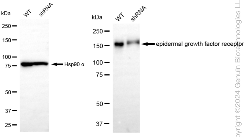KD-Validated Anti-Epidermal Growth Factor Receptor Rabbit Monoclonal Antibody ABG1812