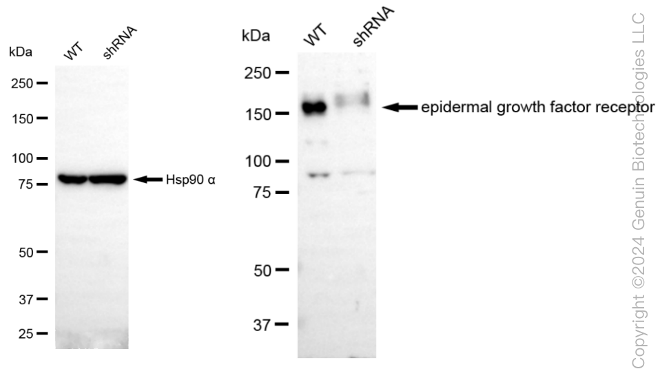 KD-Validated Anti-Epidermal Growth Factor Receptor Rabbit Monoclonal Antibody ABG1813