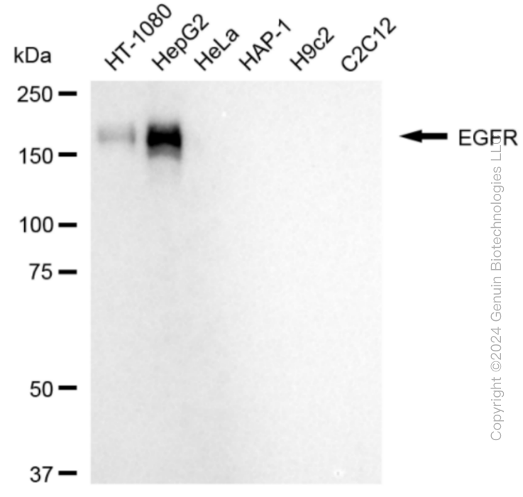 KD-Validated Anti-Epidermal Growth Factor Receptor Rabbit Monoclonal Antibody ABG1814