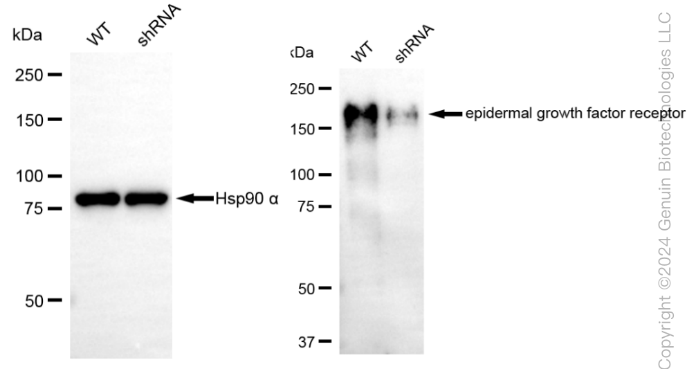 KD-Validated Anti-Epidermal Growth Factor Receptor Rabbit Monoclonal Antibody ABG1814