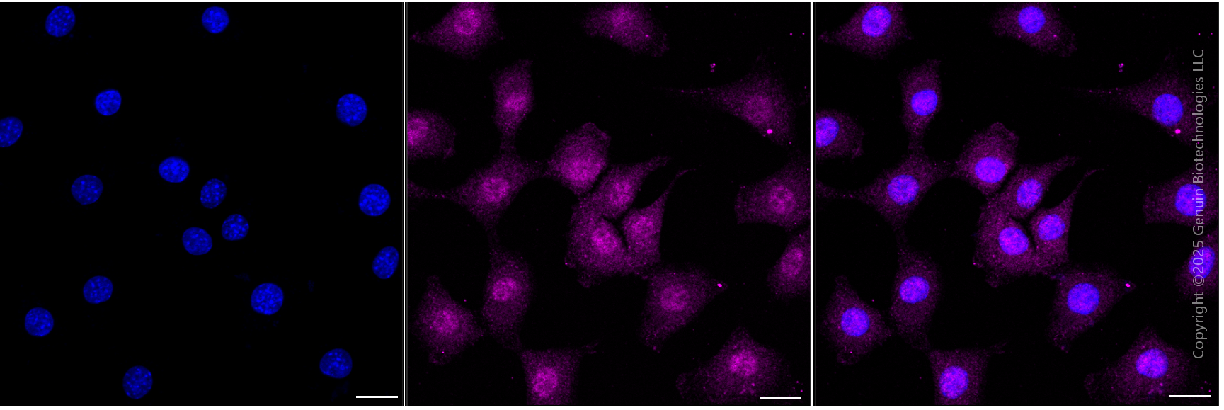 KD-Validated Anti-EIF4EBP1 Rabbit Monoclonal Antibody ABG1816