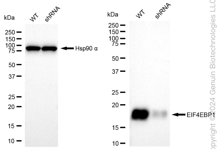 KD-Validated Anti-EIF4EBP1 Rabbit Monoclonal Antibody ABG1816