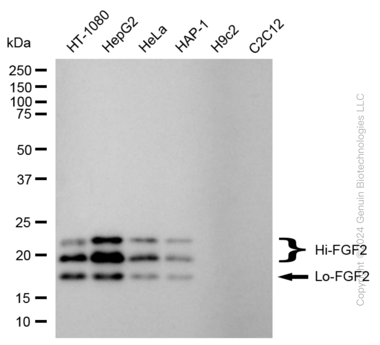 KD-Validated Anti-Fibroblast Growth Factor 2 Rabbit Monoclonal Antibody ABG1817