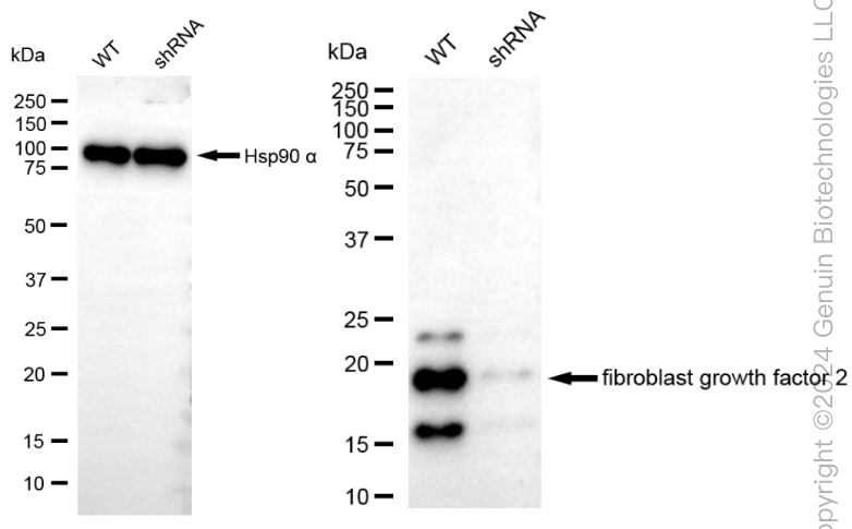 KD-Validated Anti-Fibroblast Growth Factor 2 Rabbit Monoclonal Antibody ABG1817