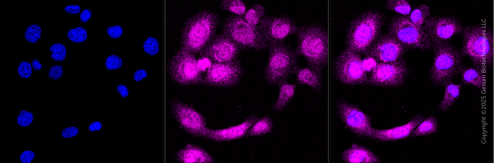 KD-Validated Anti-Glutathione Peroxidase 1 Rabbit Monoclonal Antibody ABG1818
