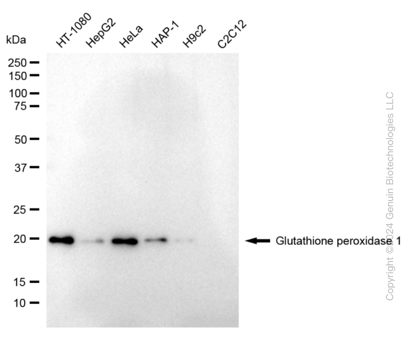 KD-Validated Anti-Glutathione Peroxidase 1 Rabbit Monoclonal Antibody ABG1818
