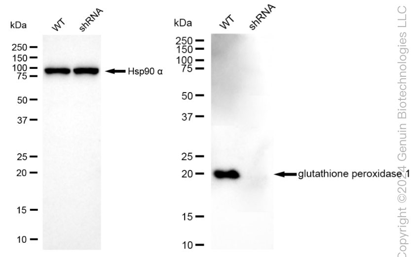 KD-Validated Anti-Glutathione Peroxidase 1 Rabbit Monoclonal Antibody ABG1818