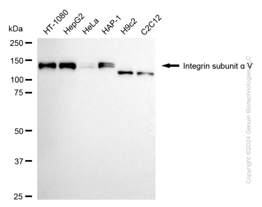 KD-Validated Anti-Integrin alpha V Rabbit Monoclonal Antibody ABG1819