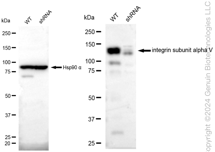 KD-Validated Anti-Integrin alpha V Rabbit Monoclonal Antibody ABG1819