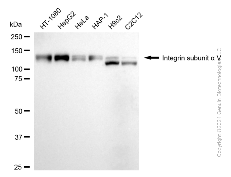 KD-Validated Anti-Integrin alpha V Rabbit Monoclonal Antibody ABG1820