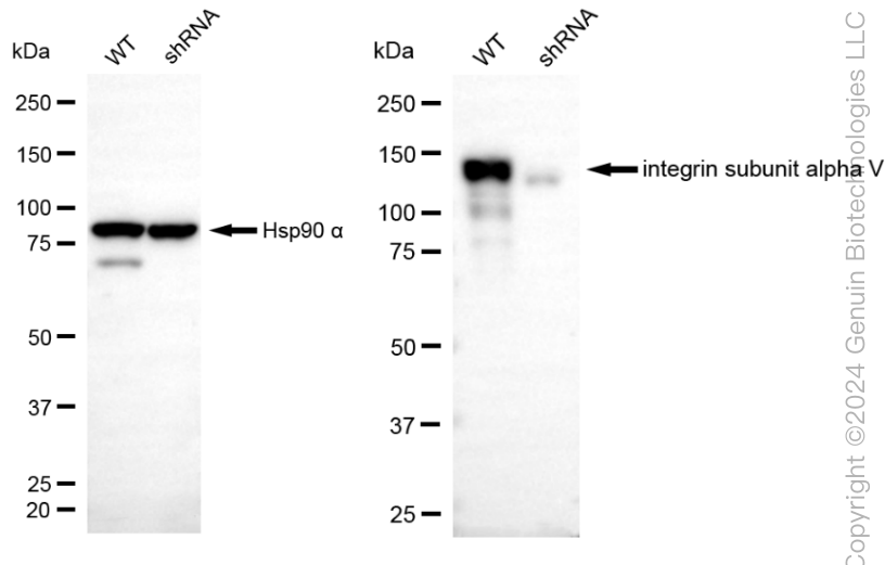 KD-Validated Anti-Integrin alpha V Rabbit Monoclonal Antibody ABG1820