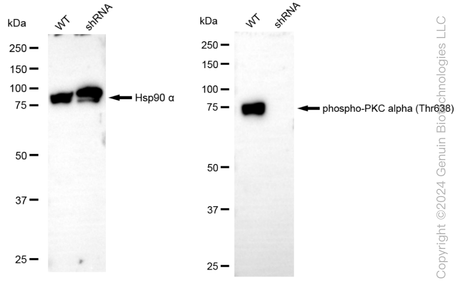 KD-Validated Anti-Phospho-PKC alpha (Thr638) Rabbit Monoclonal Antibody ABG1821