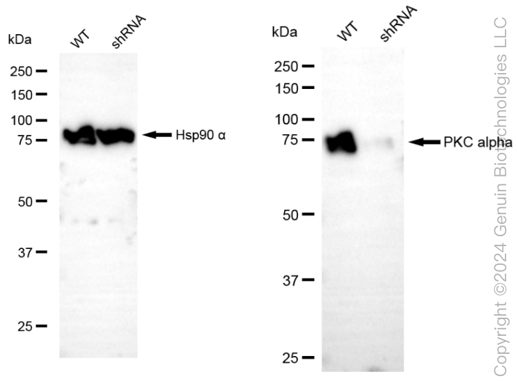 KD-Validated Anti-Protein Kinase C Alpha Rabbit Monoclonal Antibody ABG1822