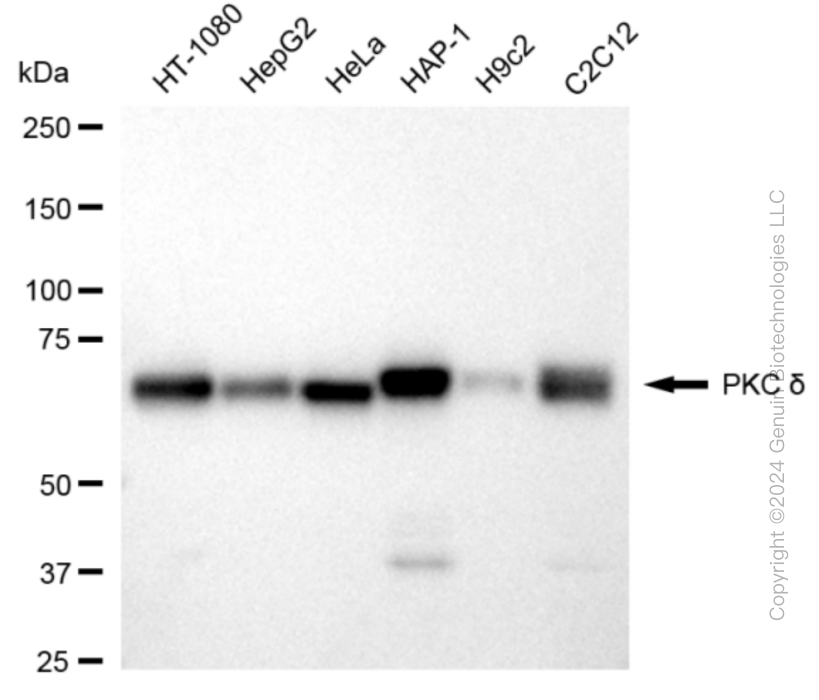 KD-Validated Anti-Protein Kinase C Delta Rabbit Monoclonal Antibody ABG1823